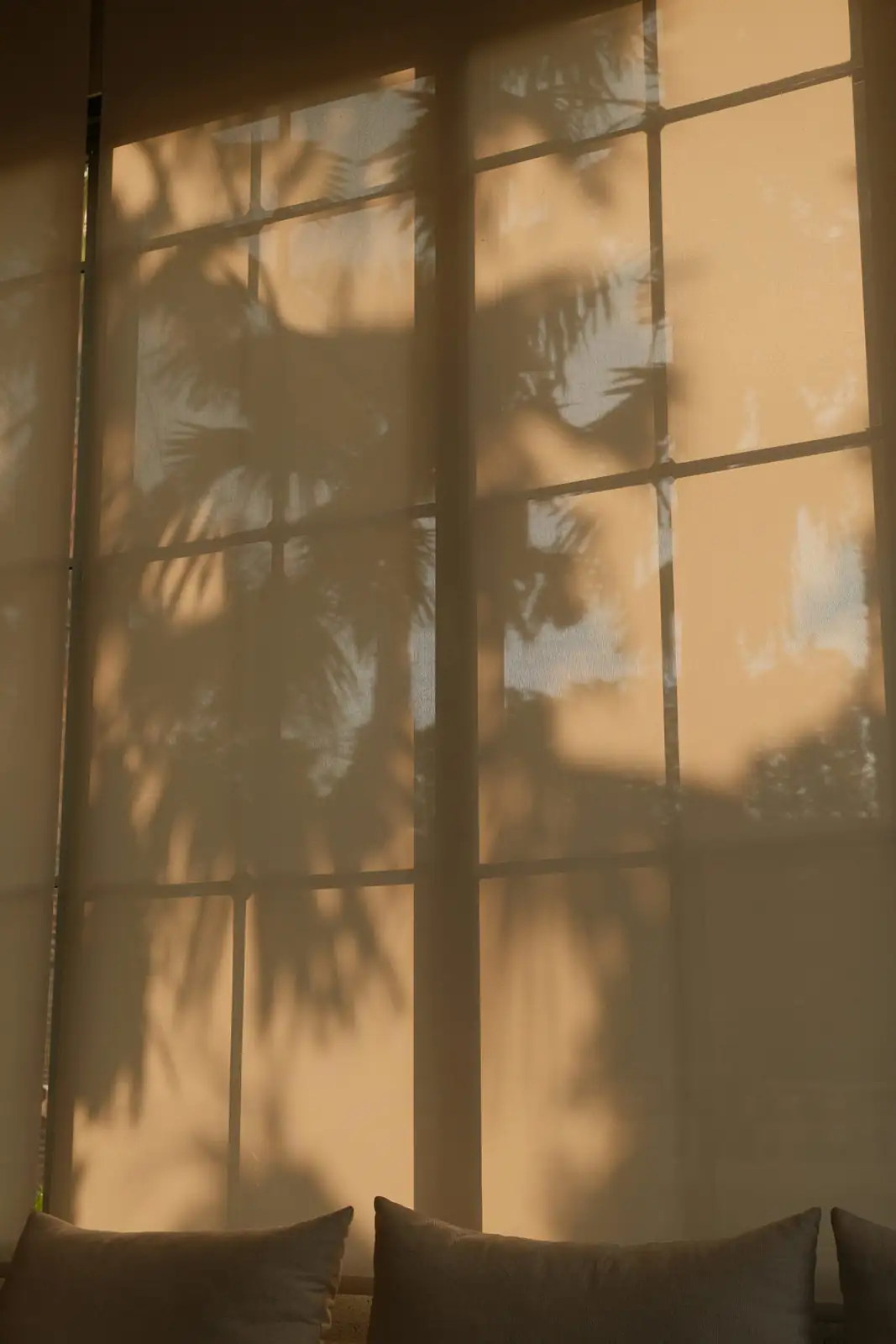 parlor palm near sheer curtain window