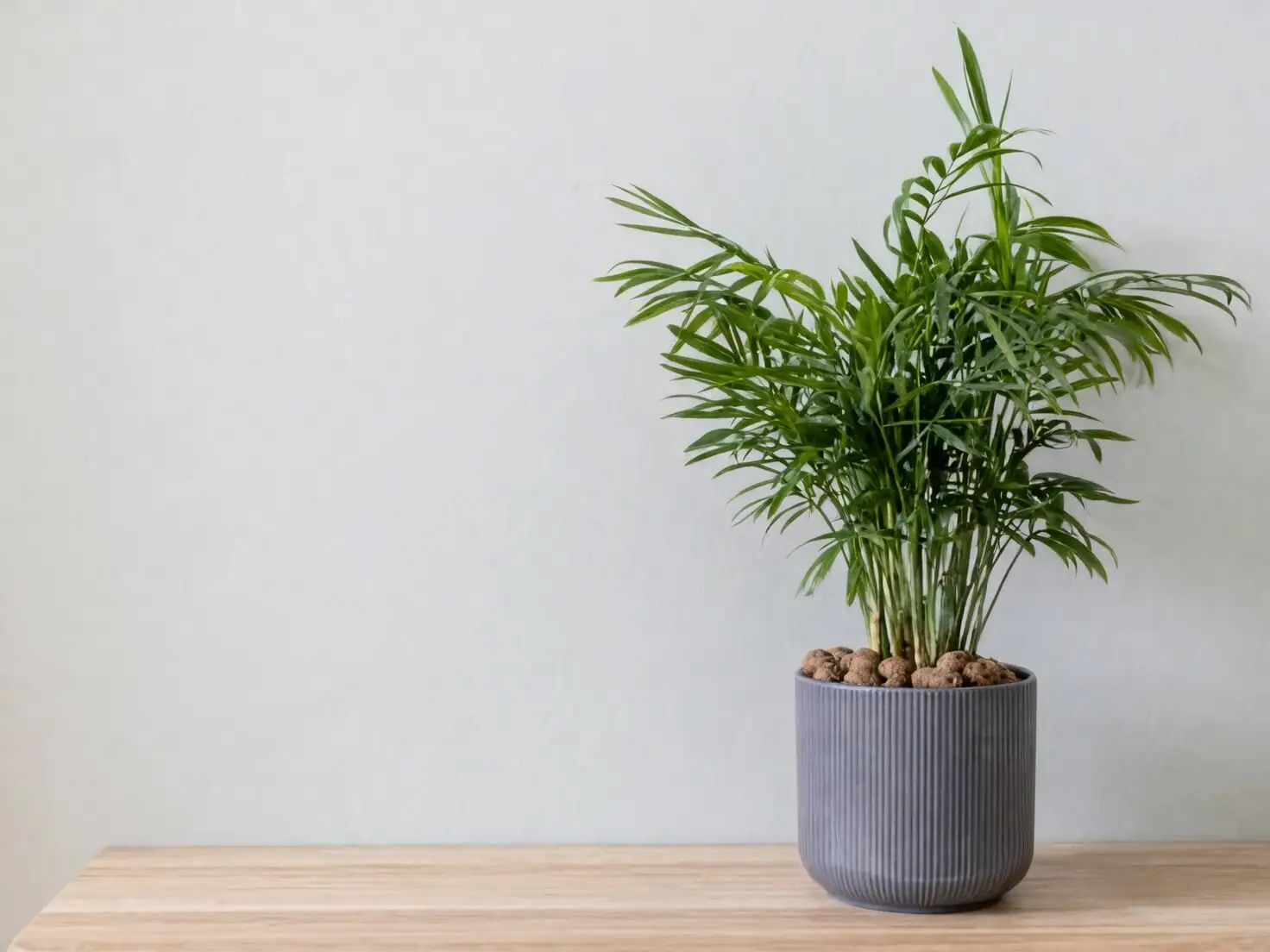 Seed to Tabletop: A Patient Grower’s Propagation Masterclass for Chamaedorea elegans