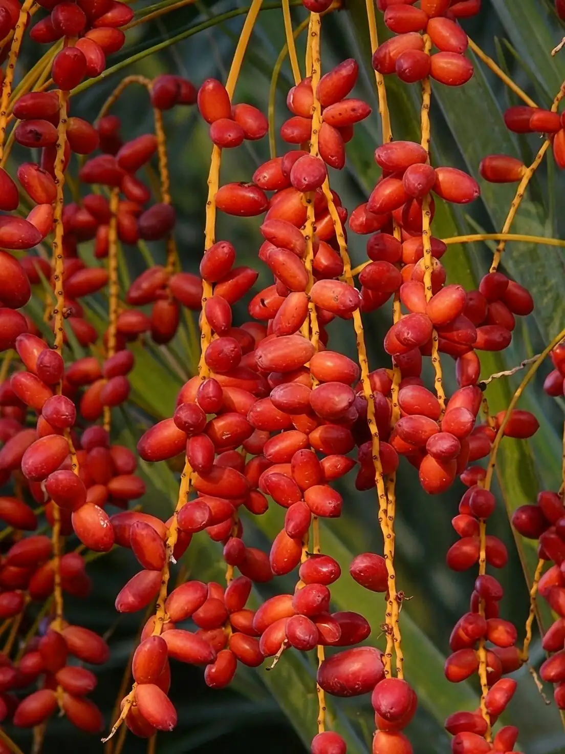 parlor palm seeds sowing tray