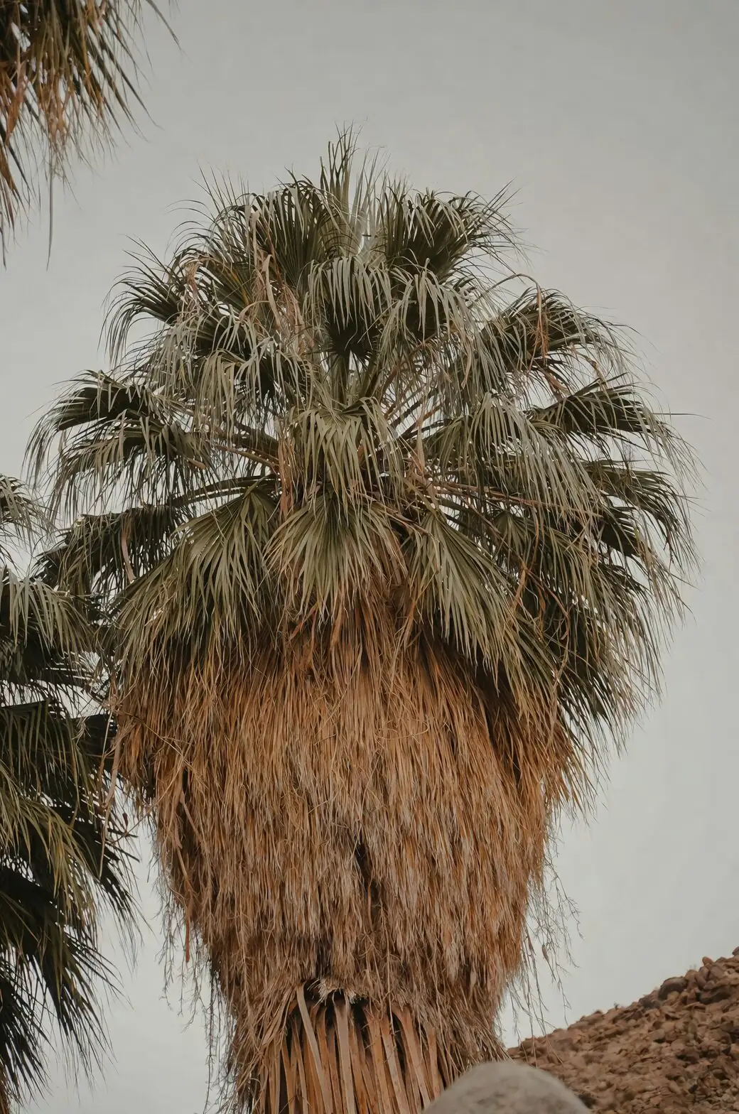 parlor palm root division