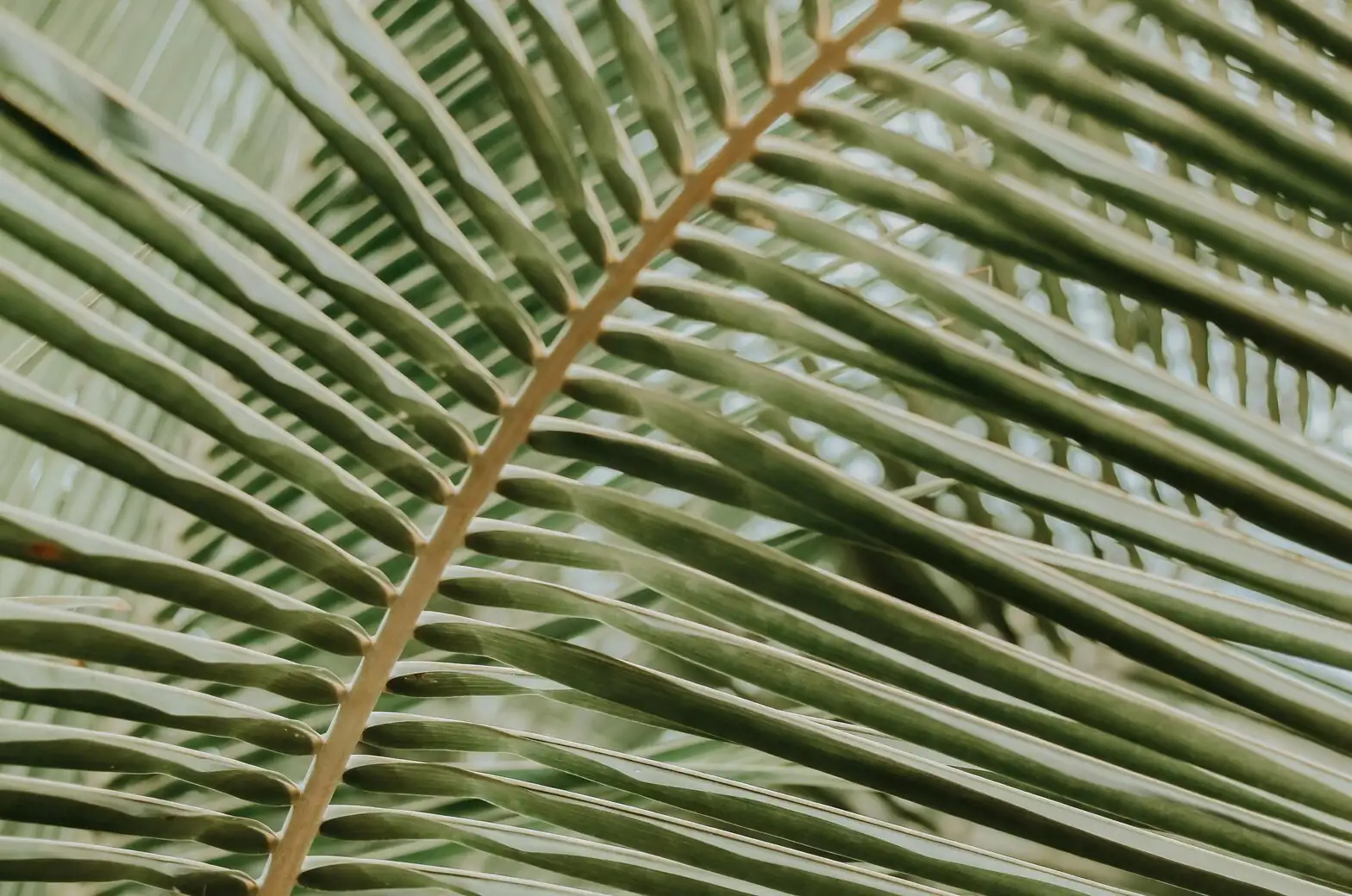 parlor palm fronds close-up