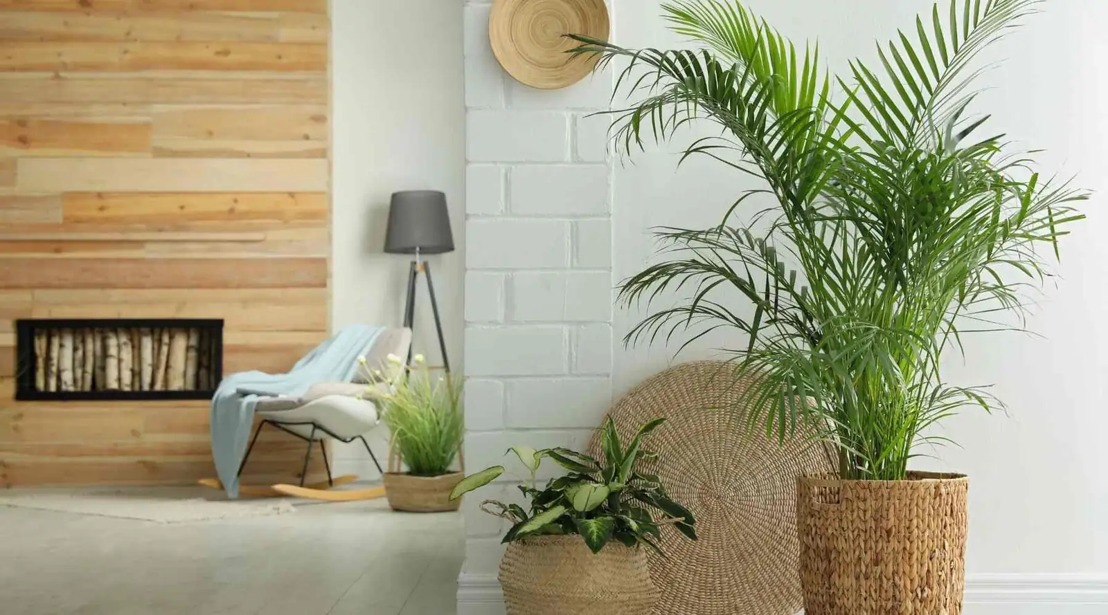 parlor palm low light reading nook