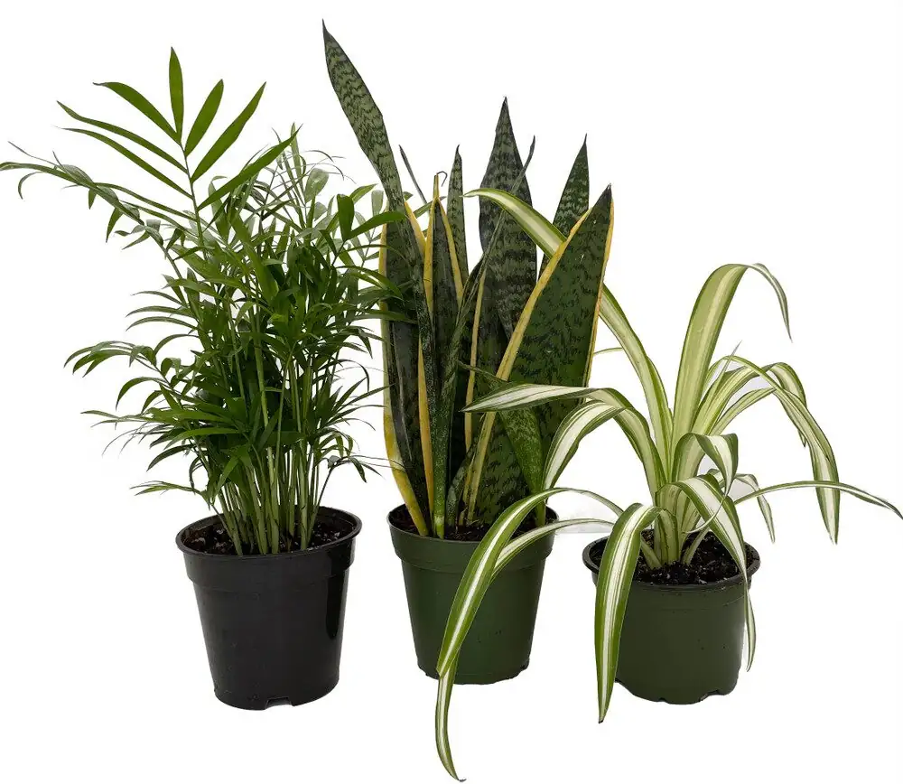 parlor palm boston fern spider plant