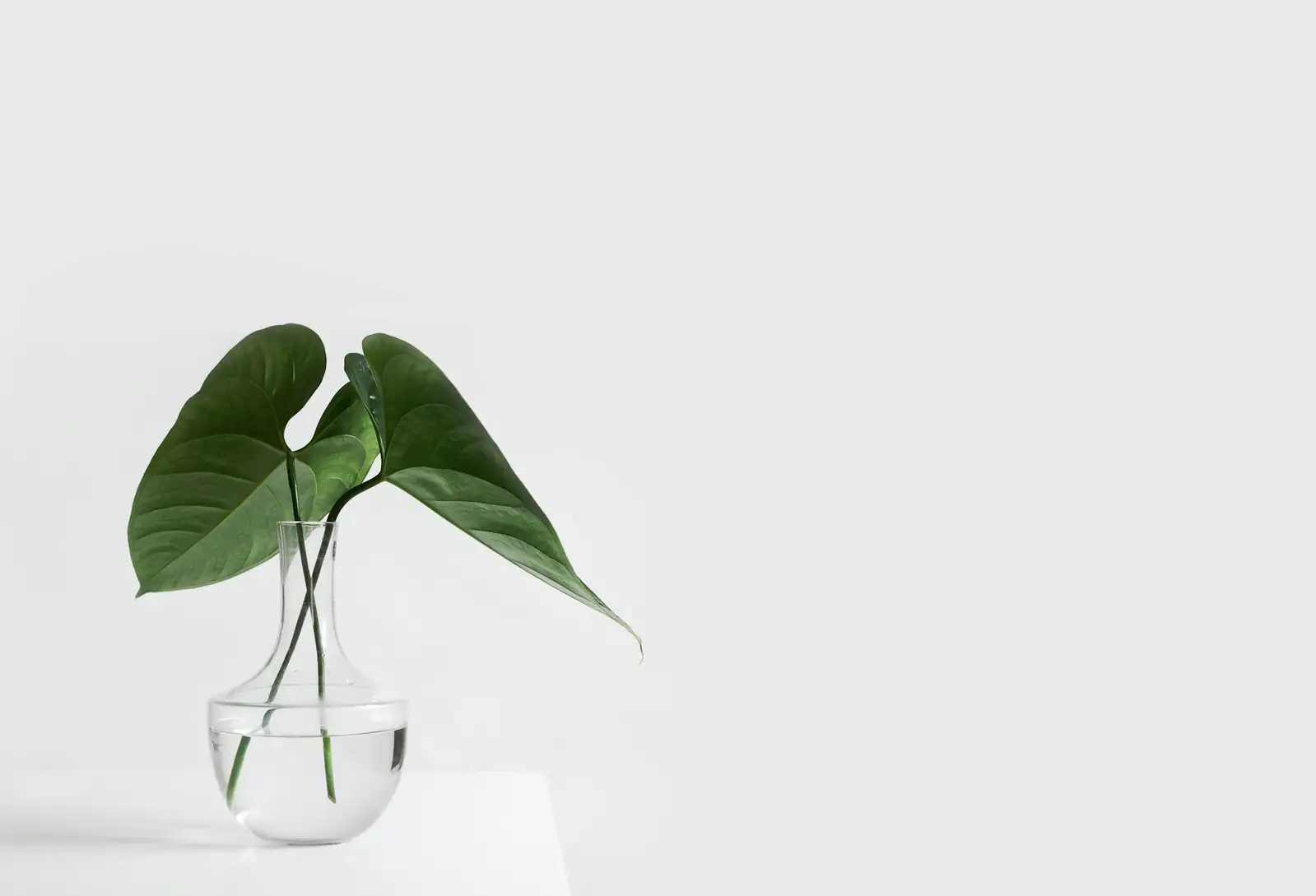 Water-Culture Wizardry: Grow a Parlor Palm in a Vase Without Dooming the Roots