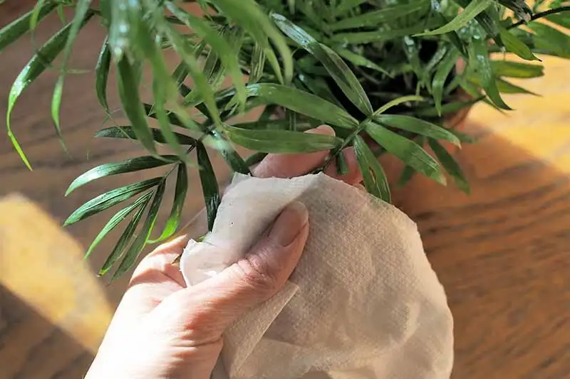 parlor palm roots rinsing hands