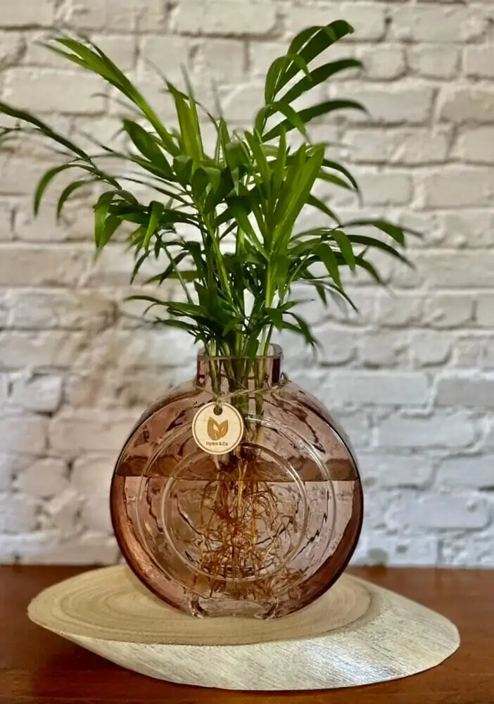 parlor palm waterline roots in vase