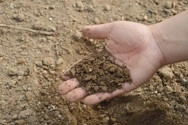 parlor palm soil moisture check hand