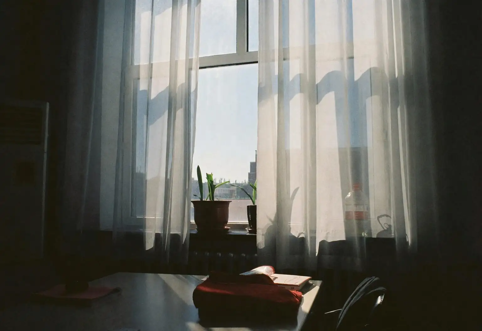 parlor palm sheer curtain window