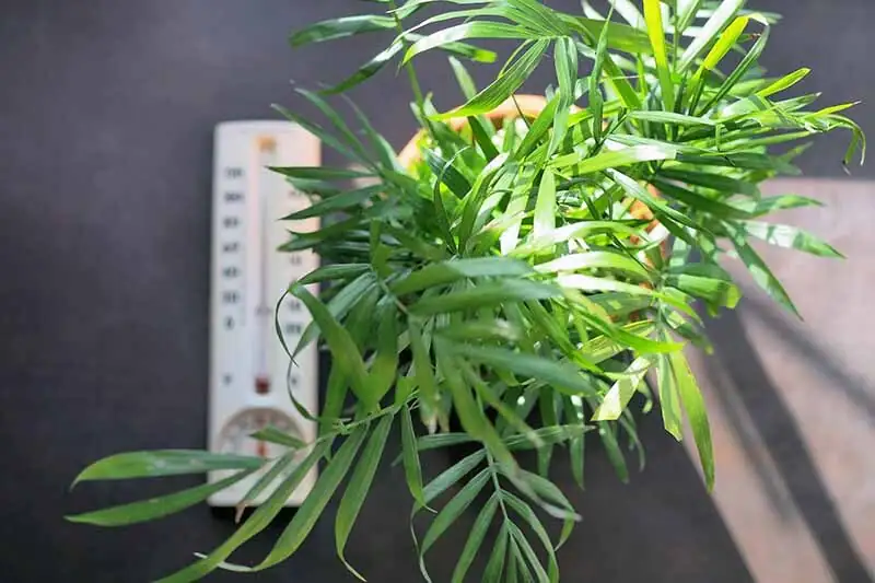 parlor palm indoor thermometer winter