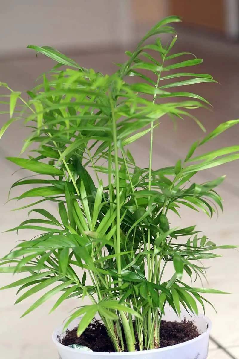 parlor palm clumping stems close-up