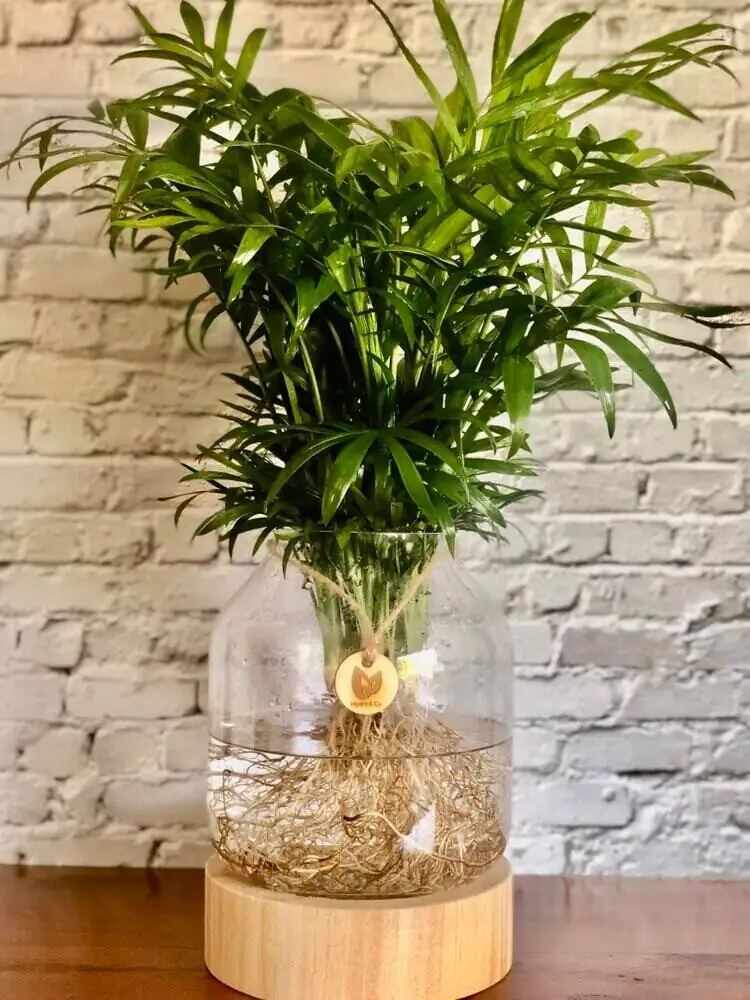 parlor palm hydroponic glass vase roots