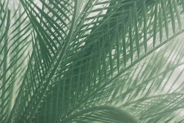 parlor palm division roots hands