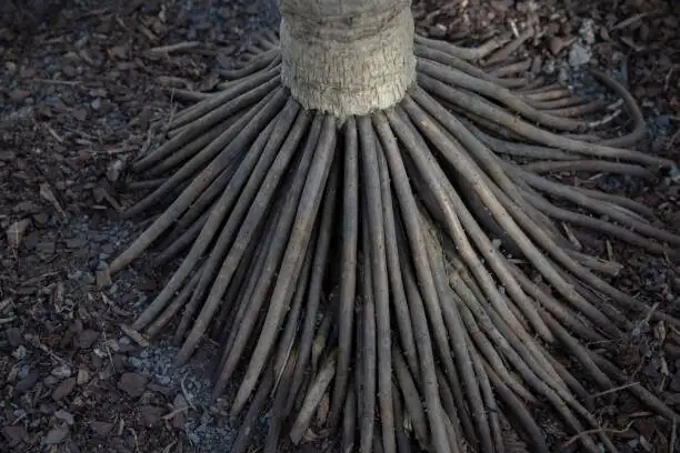 parlor palm rootbound roots circling