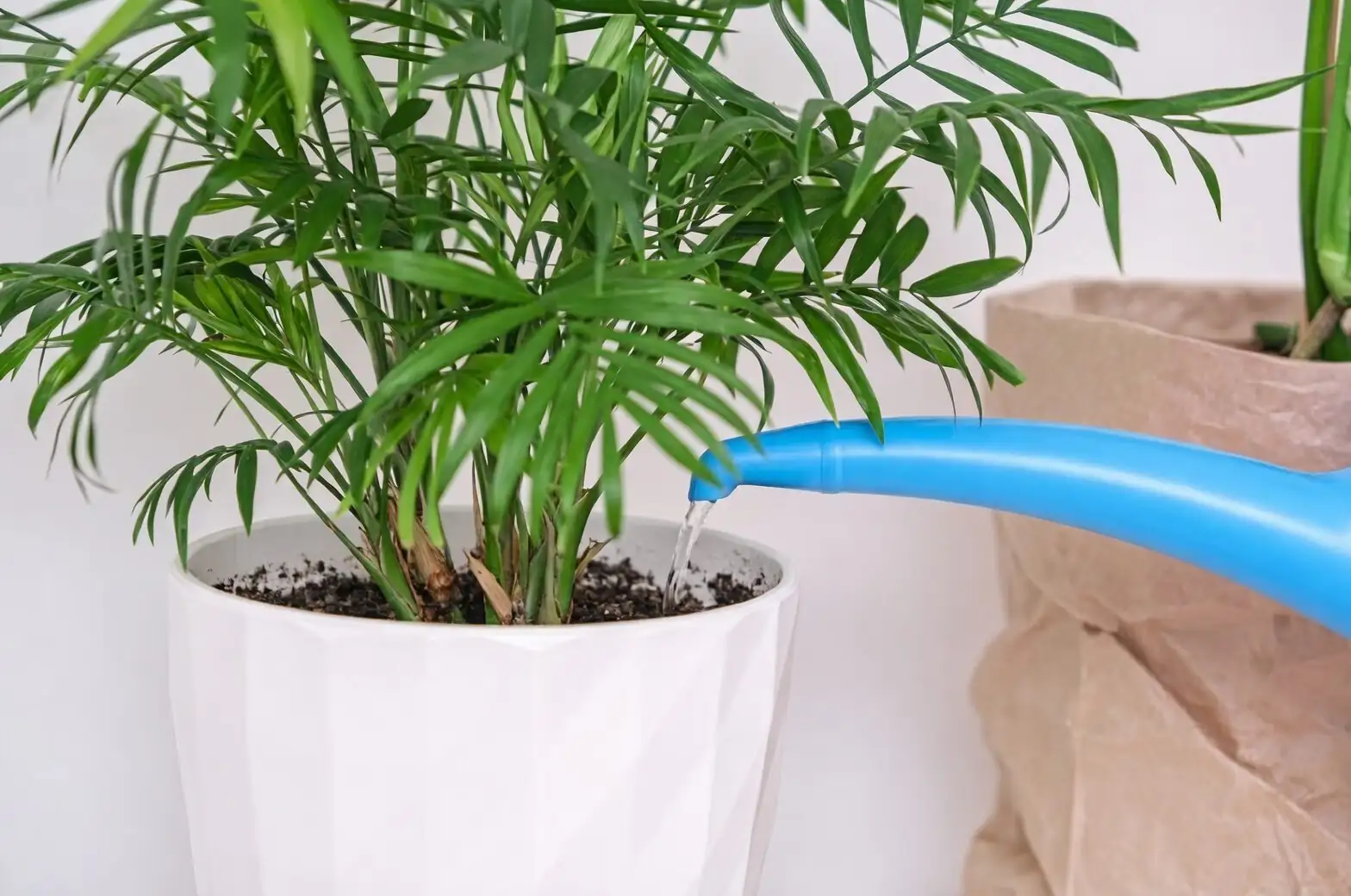 parlor palm water propagation tools