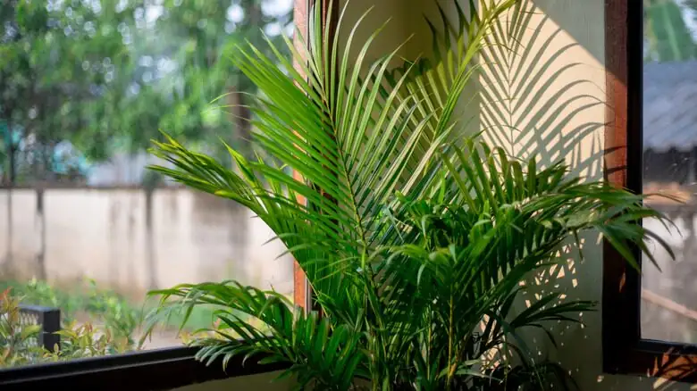 parlor palm on windowsill diffused light