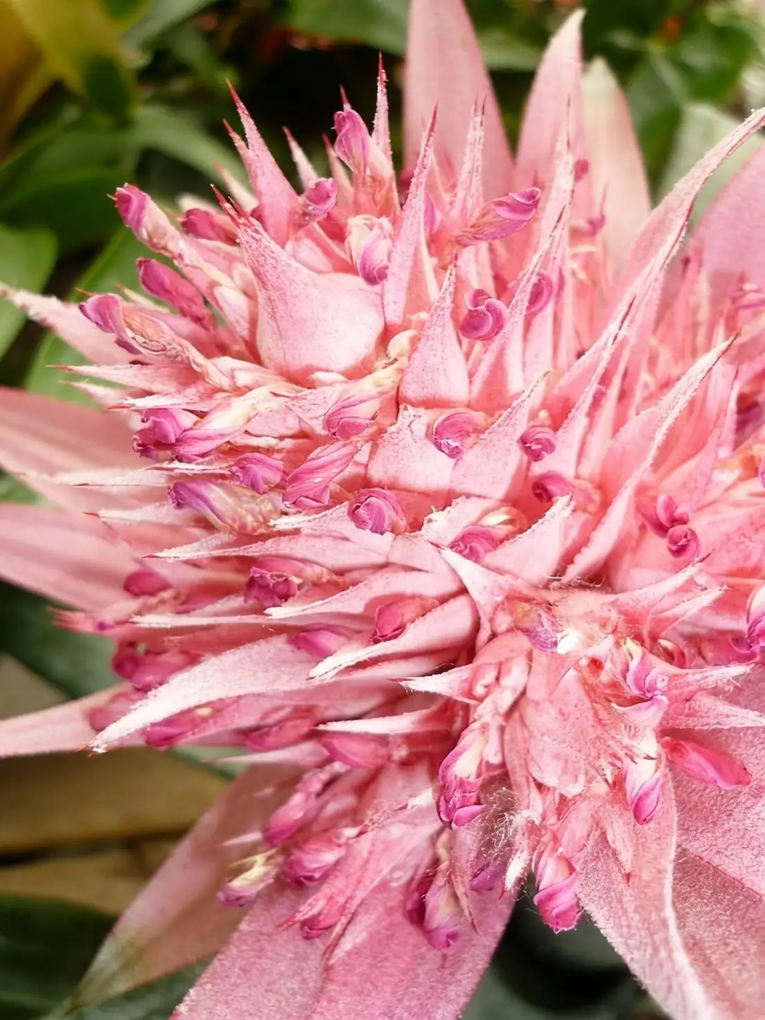 Never Overwater Again: Master the Cup-and-Mix Routine for Dragonfly Bromeliad