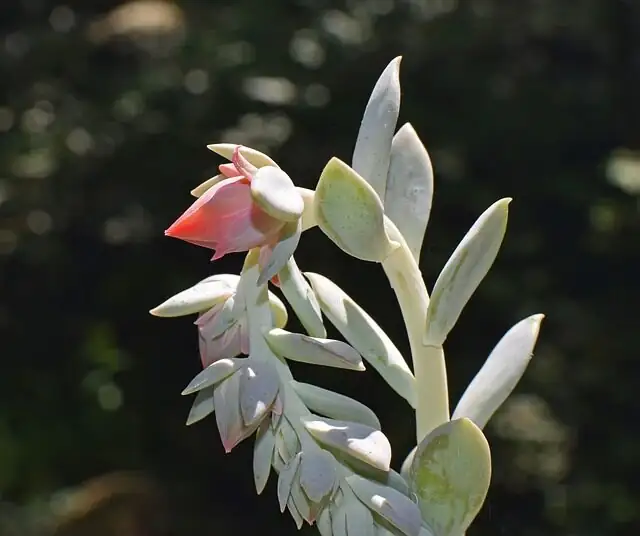 aechmea fendleri flower spike close-up