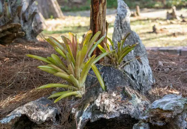 aechmea fendleri pup separation roots