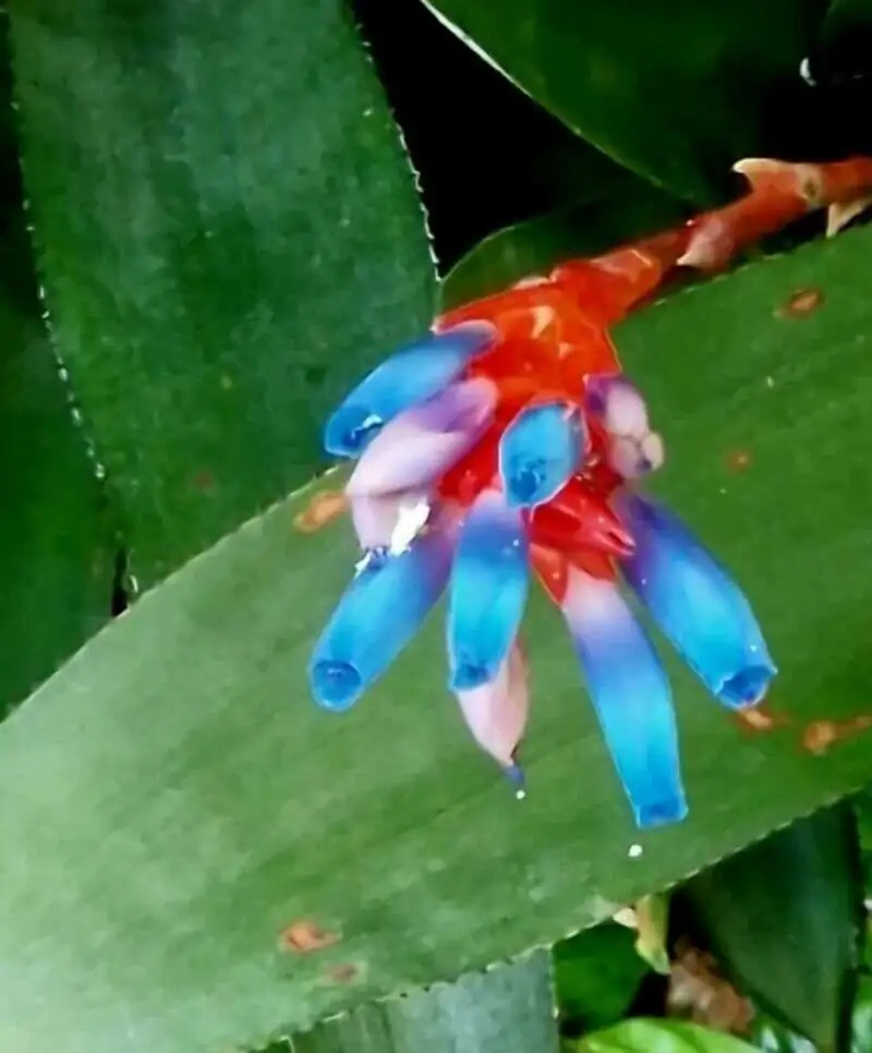 Aechmea fendleri mealybugs leaf axil