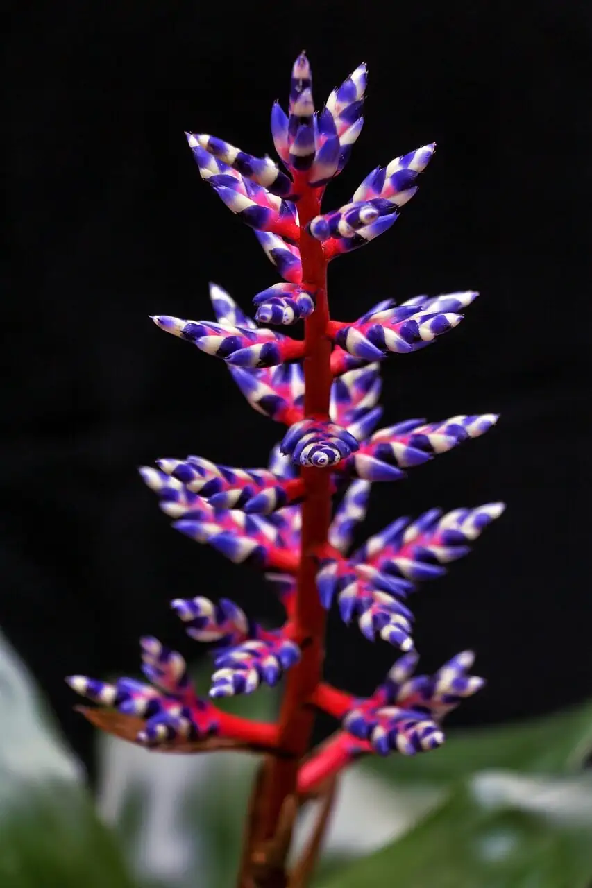 Aechmea fendleri central cup flushing