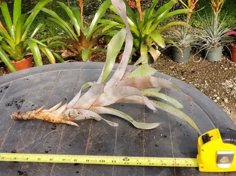 Aechmea fendleri roots trimming repot