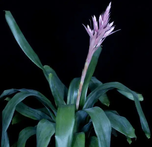 Aechmea fendleri windowsill bright light