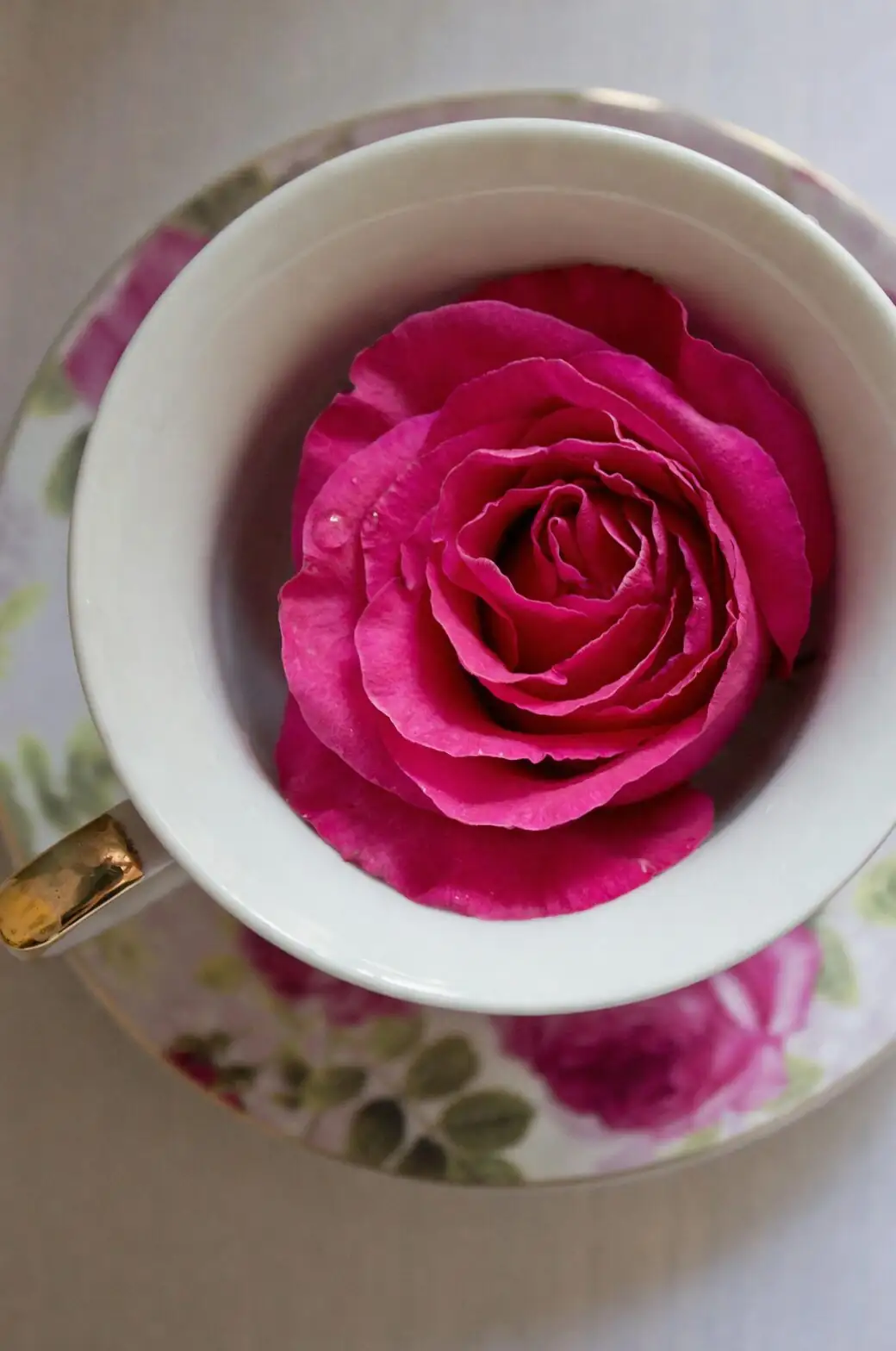 Tiny Rainforest in a Cup: What Lives Inside Your Bromeliad’s Tank?