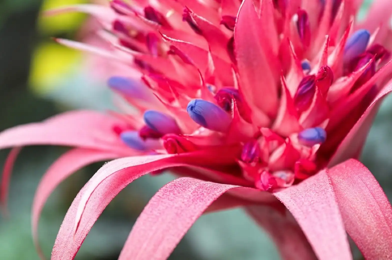 aechmea fendleri cup water close-up