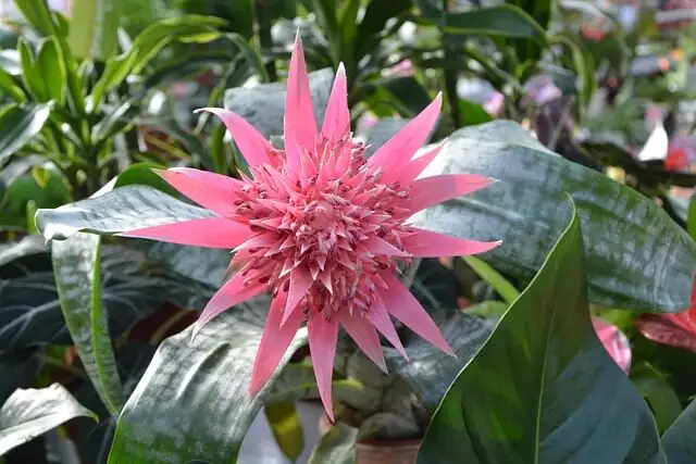 tilting aechmea fendleri to flush cup