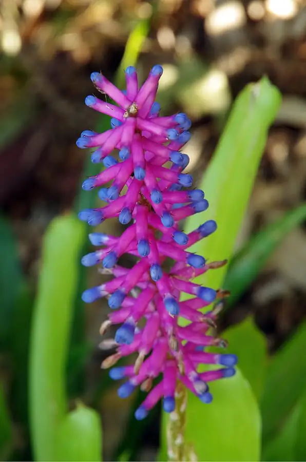 aechmea fendleri pink bracts flower spike