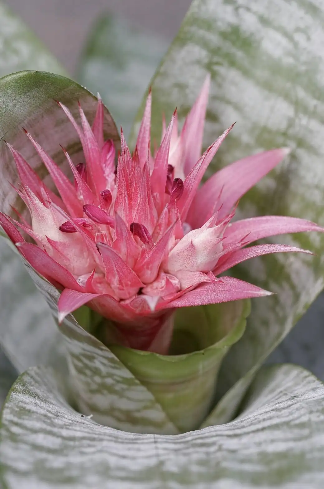 Why Bromeliads Say “Welcome”: The Flower Language of Aechmea fendleri—Origins, Meanings, and Feng Shui