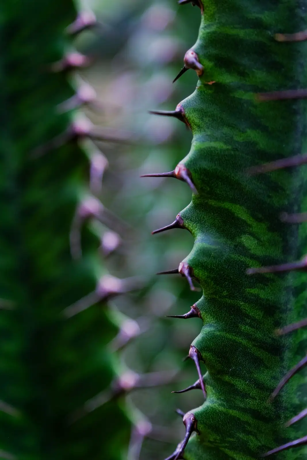 Aechmea fendleri flower spike close-up
