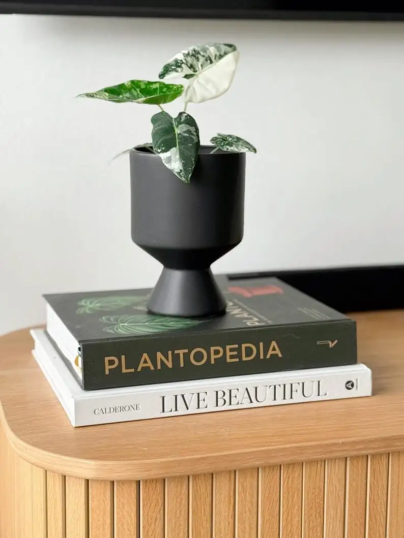 Aechmea fendleri matte ceramic footed pot