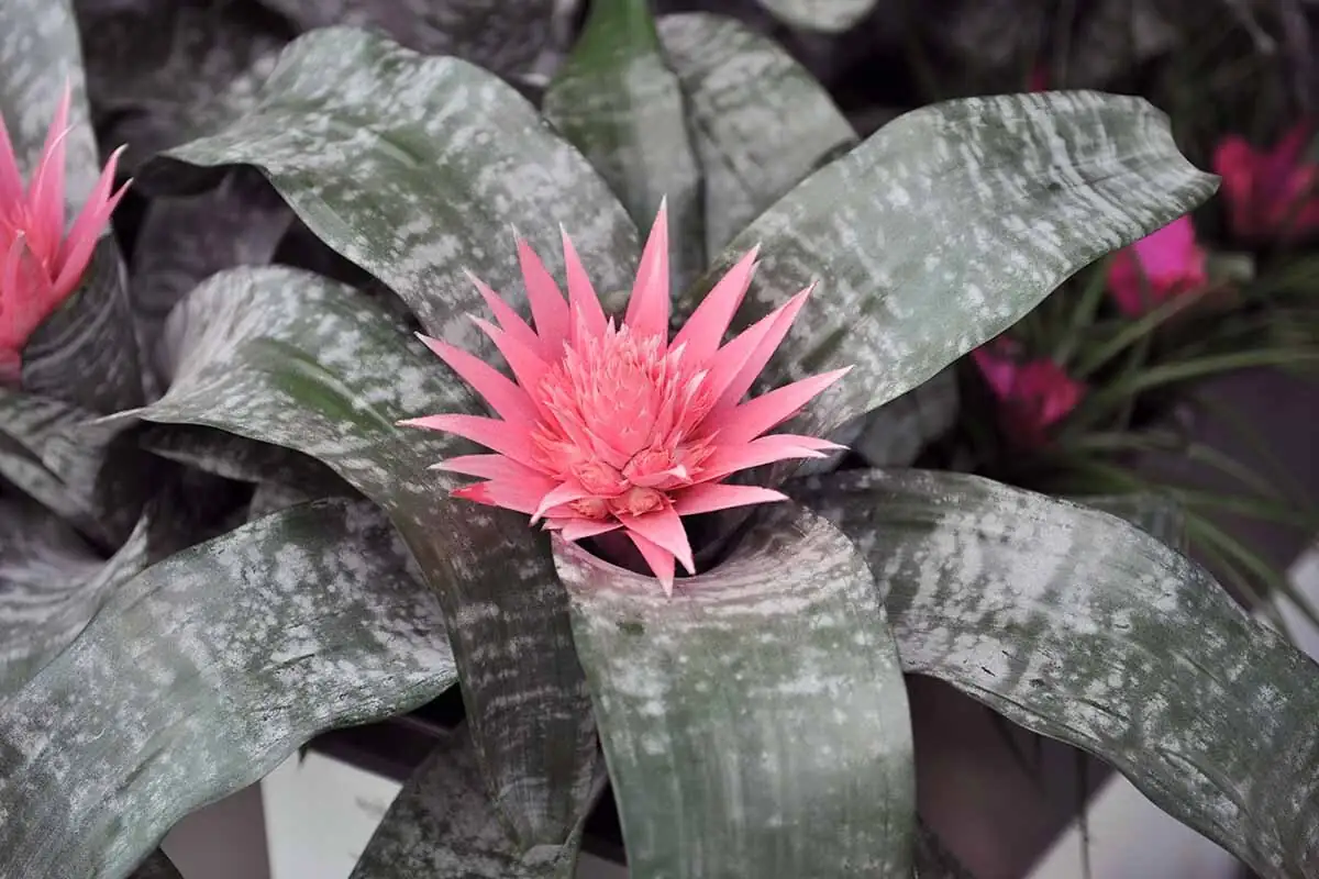 Aechmea fendleri watering central cup close-up