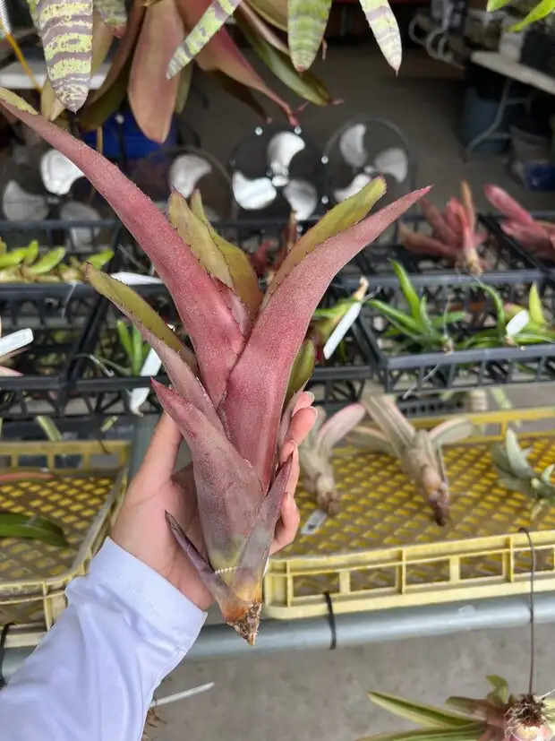 Aechmea fendleri pup separation knife