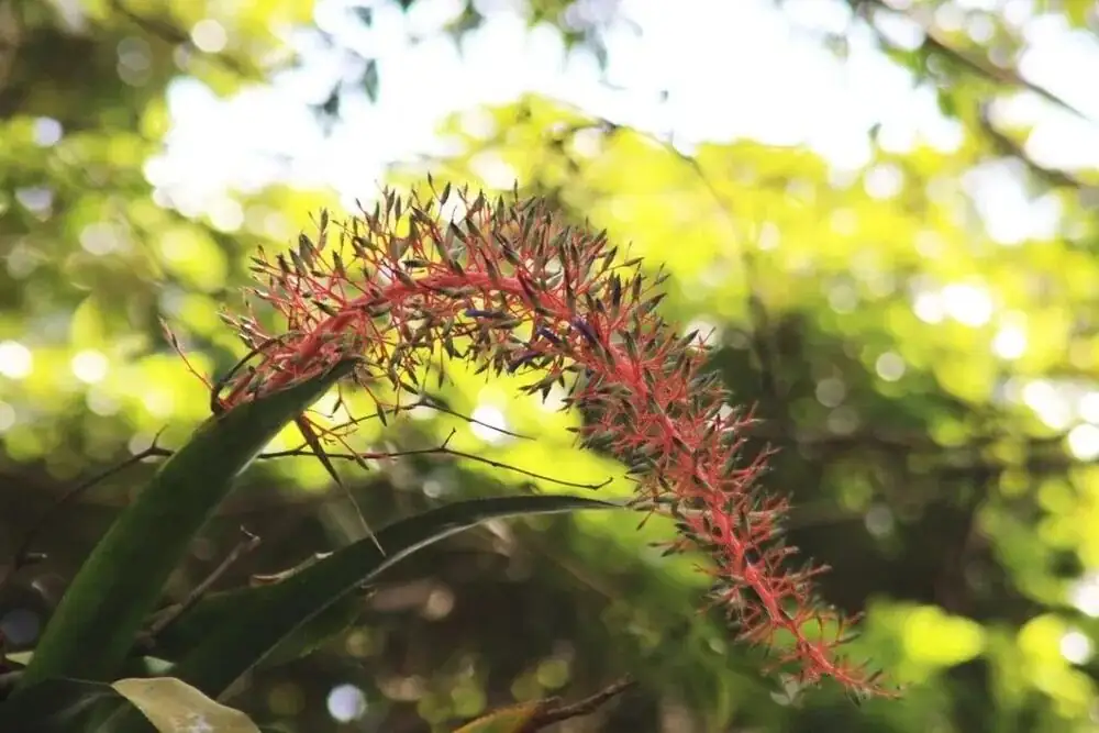 Orchid Roommates: Build an Epiphyte Shelf That Lets Aechmea fendleri Shine
