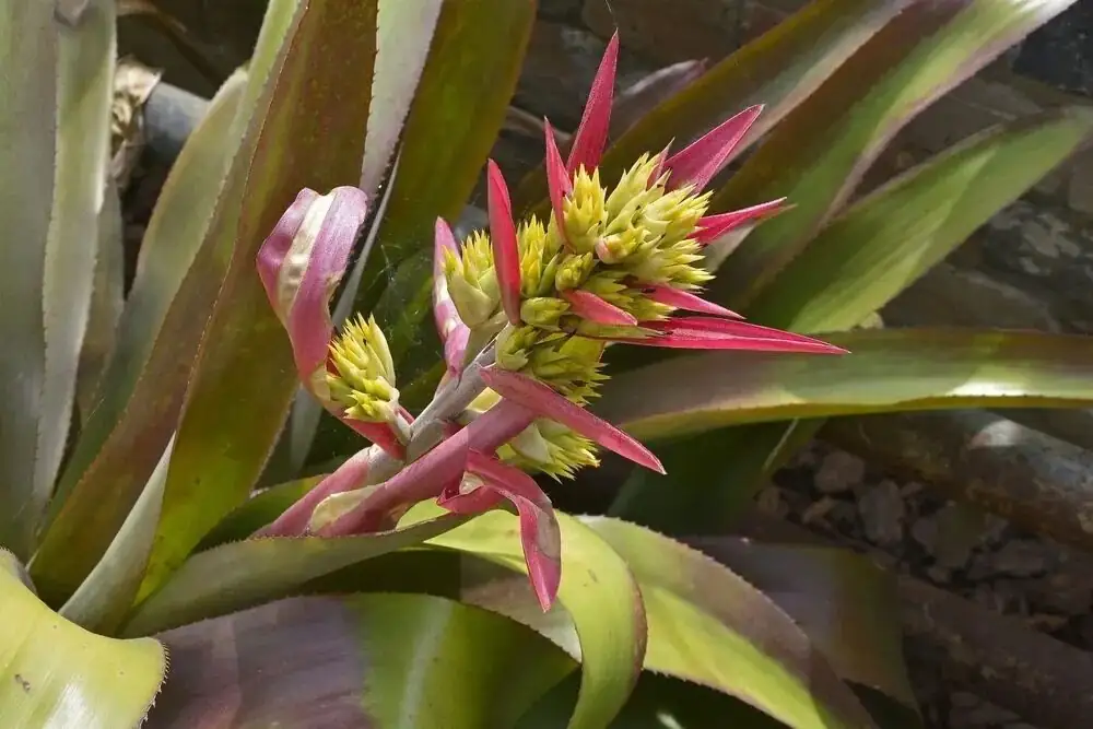 aechmea fendleri slotted pot bark