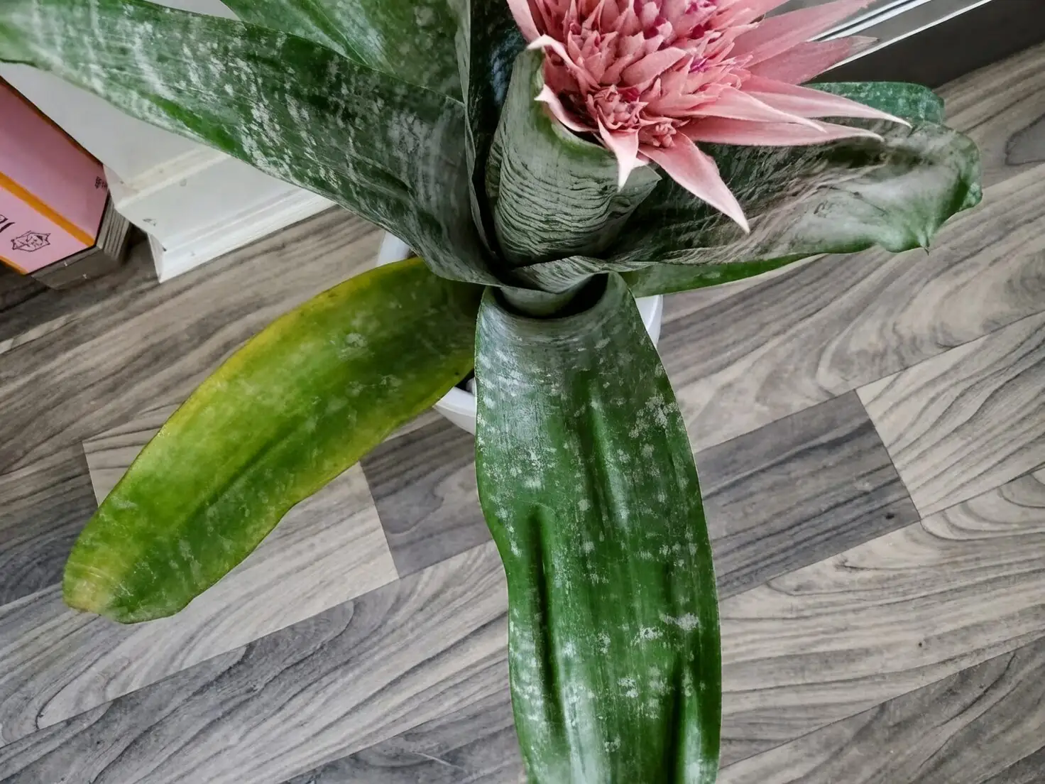 Aechmea bromeliad east window sheer