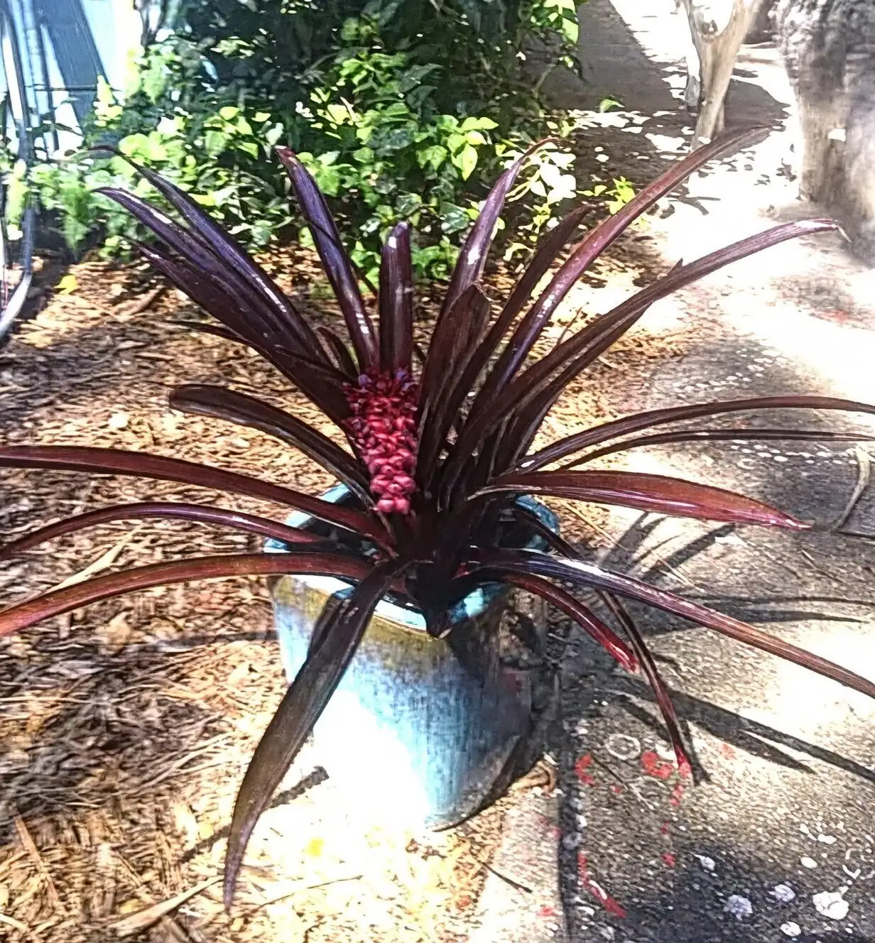 Aechmea bromeliad bright shade patio