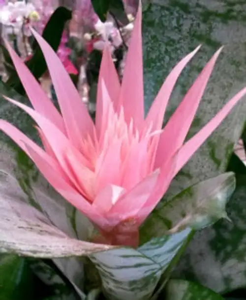 Chasing the Pink Spire: How to Coax Spectacular Bracts and Summer Blooms