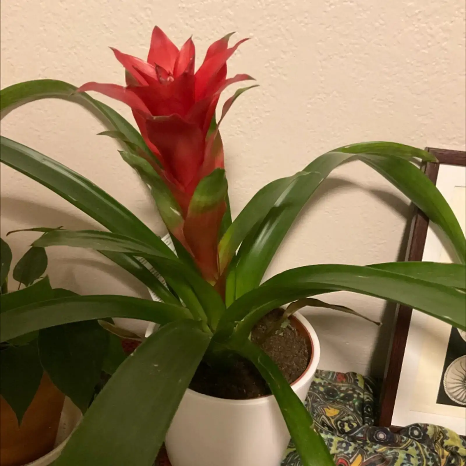 Aechmea fendleri bright window indoors