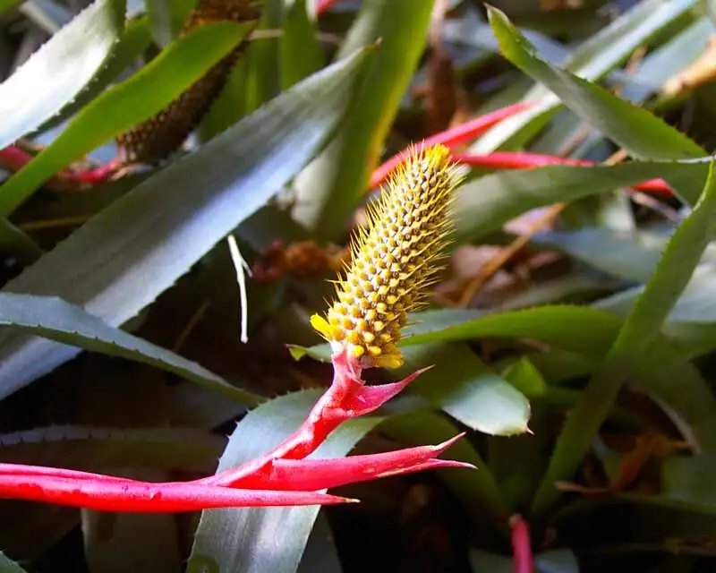 Aechmea fendleri flower spike bracts