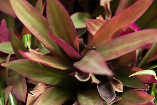 Aechmea fendleri salt buildup cup