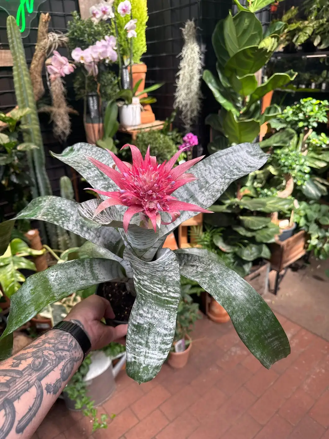 Aechmea fendleri cup flushing baster