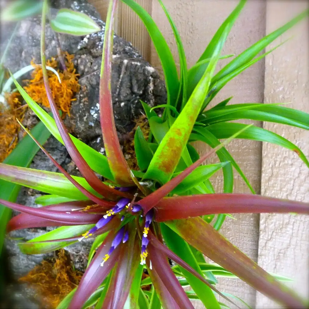 Off the Pot and Onto the Wall: Mount Aechmea fendleri on Bark Like a Pro