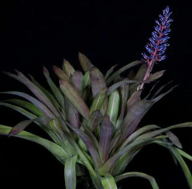 Aechmea fendleri tying to bark