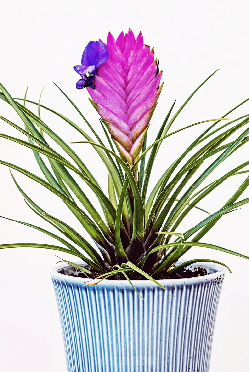 tillandsia cyanea flower bract close-up