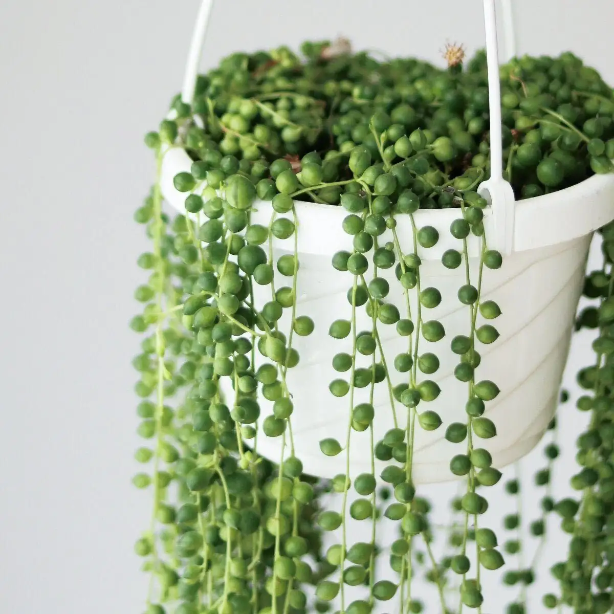 Never-Overwater Again: The String of Pearls Care Blueprint (Light, Water, Seasons)