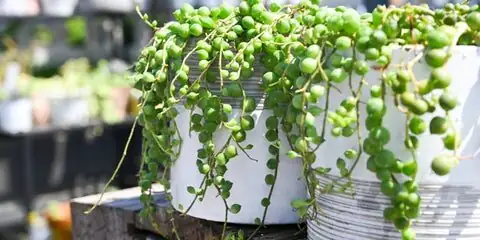 string of pearls watering can indoor