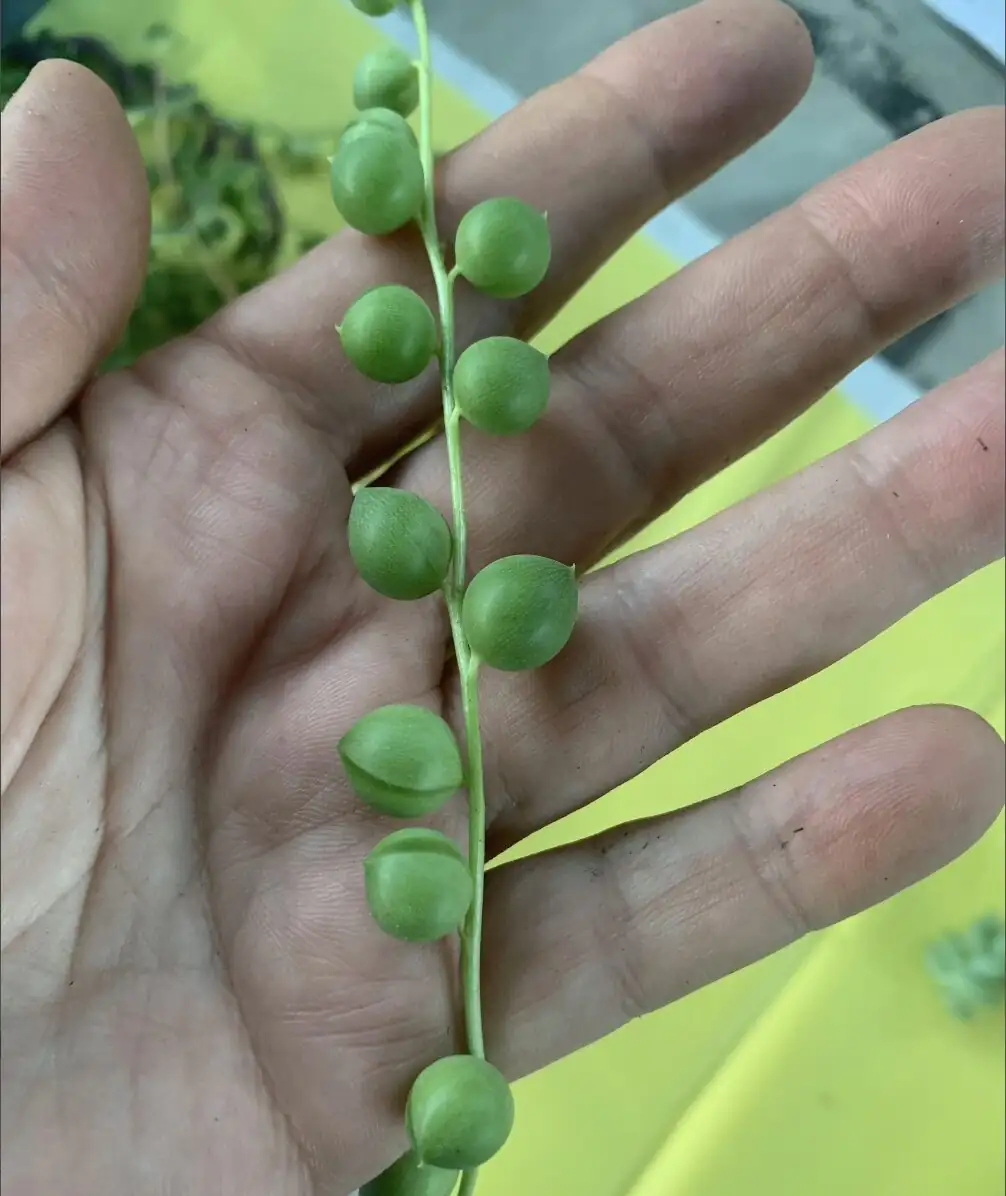 string of pearls mealybugs cotton swab